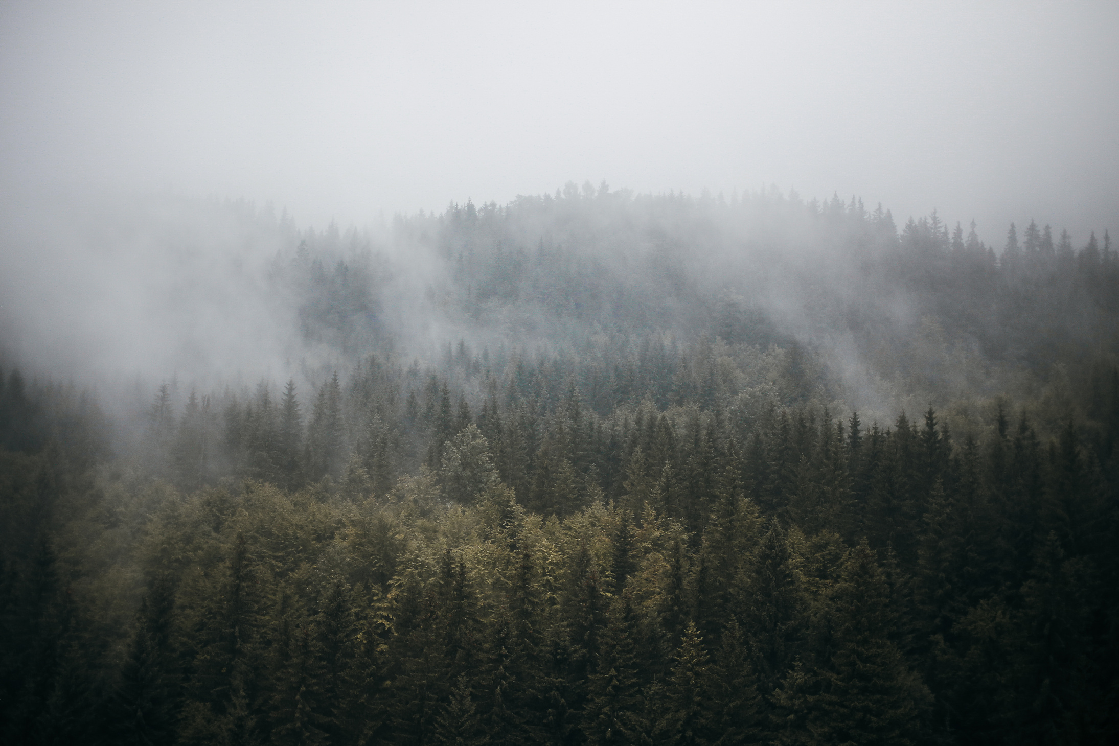 Green Trees on Foggy Weather