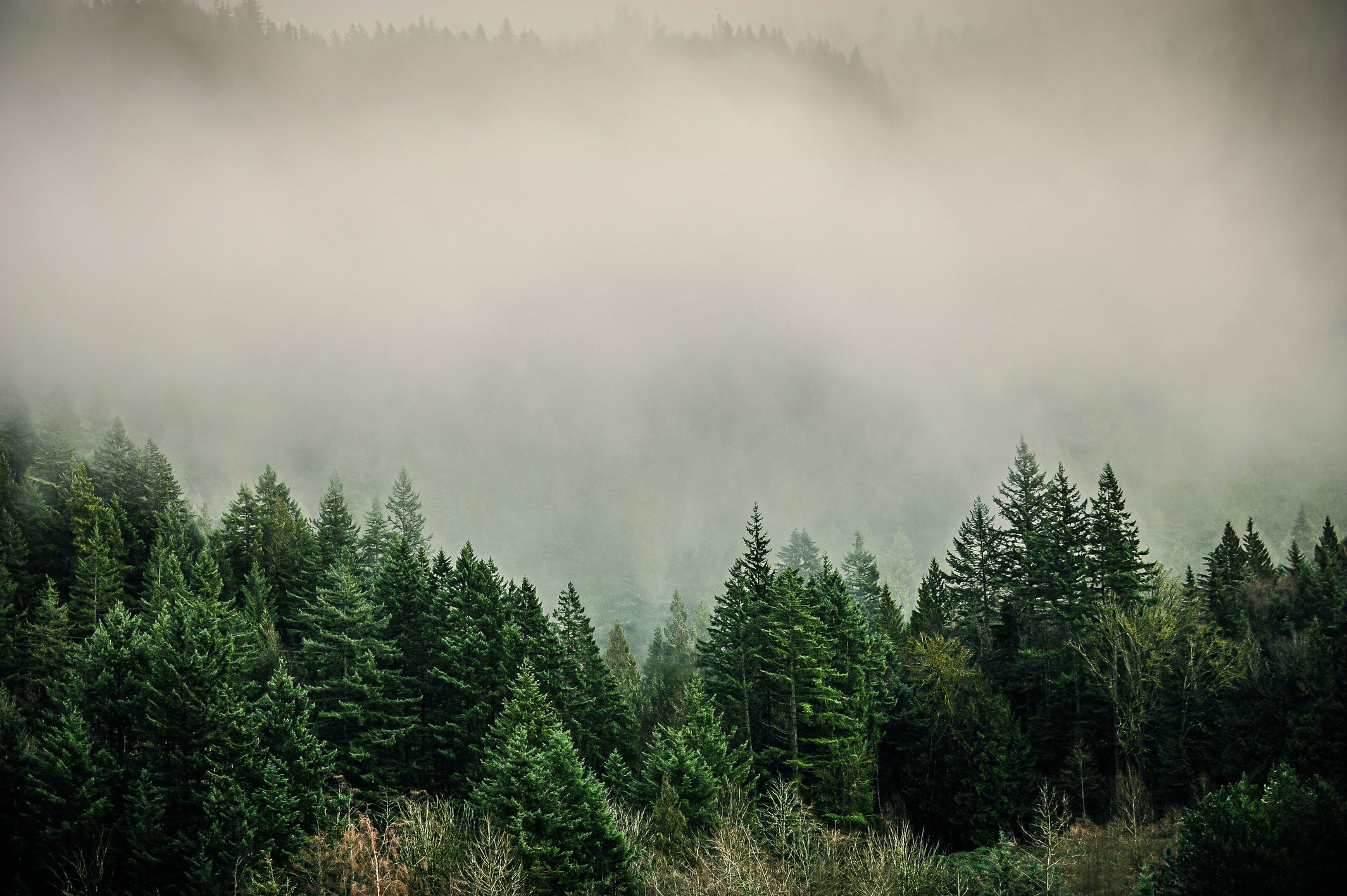 Evergreen trees in fog